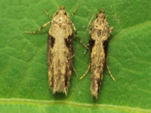 Andean potato tuber moth, Symmetrischema tangolias (Gyen 1913)