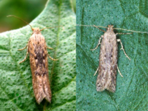 Potato tuber moth, Phthorimaea operculella (Zeller 1873)