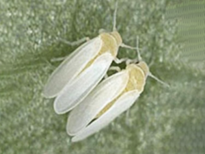 Sweetpotato white fly, Bemisia tabaci (Gennadius 1989) (Biotype B)