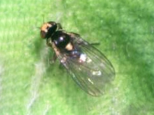 Serpentine leafminer fly, Liriomyza huidobrensis (Blanchard 1926)