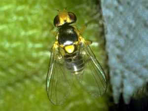 American serpentine leafminer, Liriomyza trifolii (Burgess 1880)