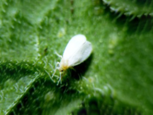 Greenhouse whitefly, Trialeurodes vaporariorum (Westwood 1956)