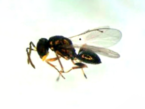 Halticoptera arduine (Walker 1843)